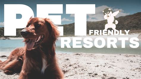 pet friendly beach resorts near manila|Top 10 Pet.